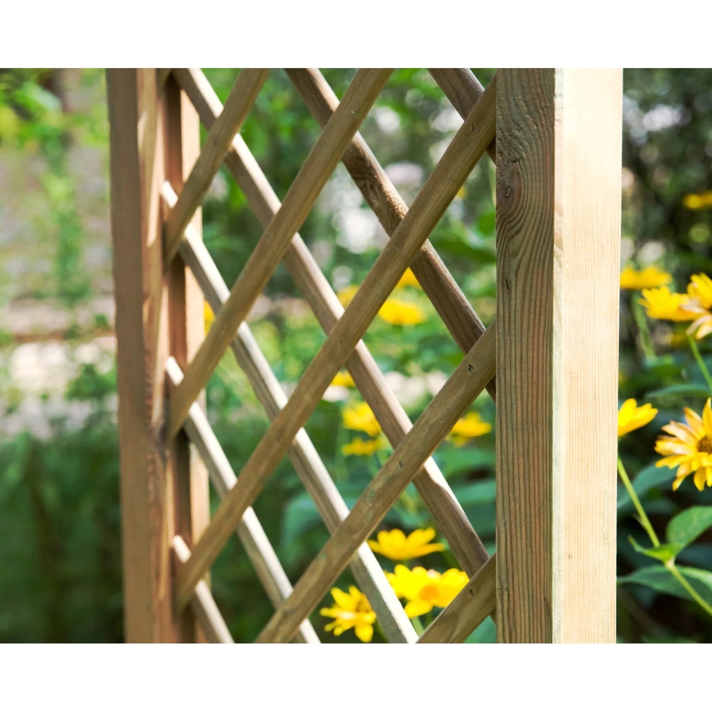 Rosa Pergola